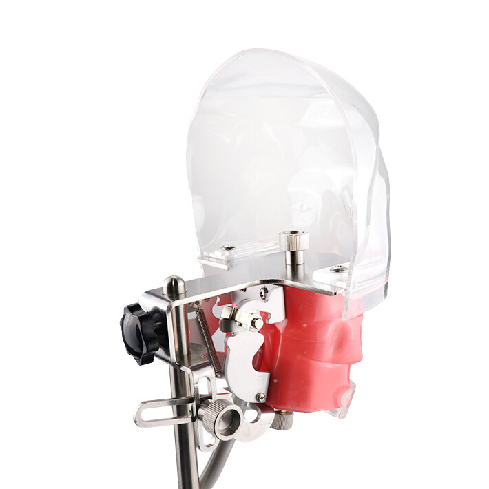 Silicone Dental Phantom Head Model & Replacement Manikin Teeth Model Fix on Desk
