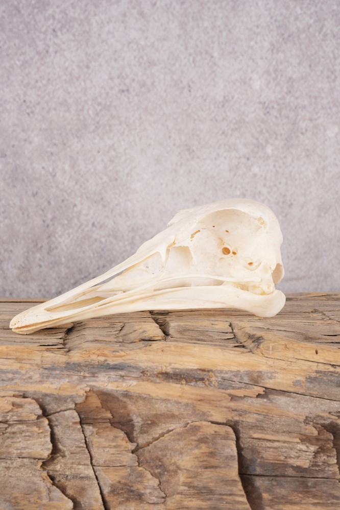 Ostrich Skull SKU 3307