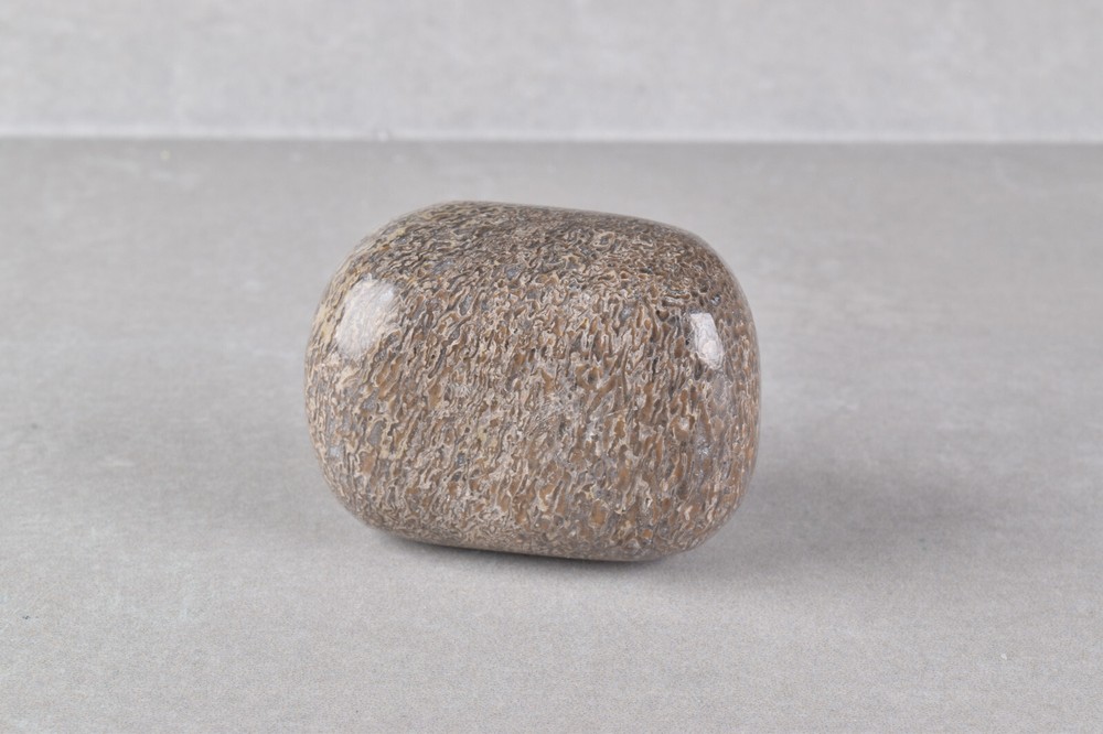 Fossilized Dinosaur Bone Polished from Morocco 4.2 cm # 19755