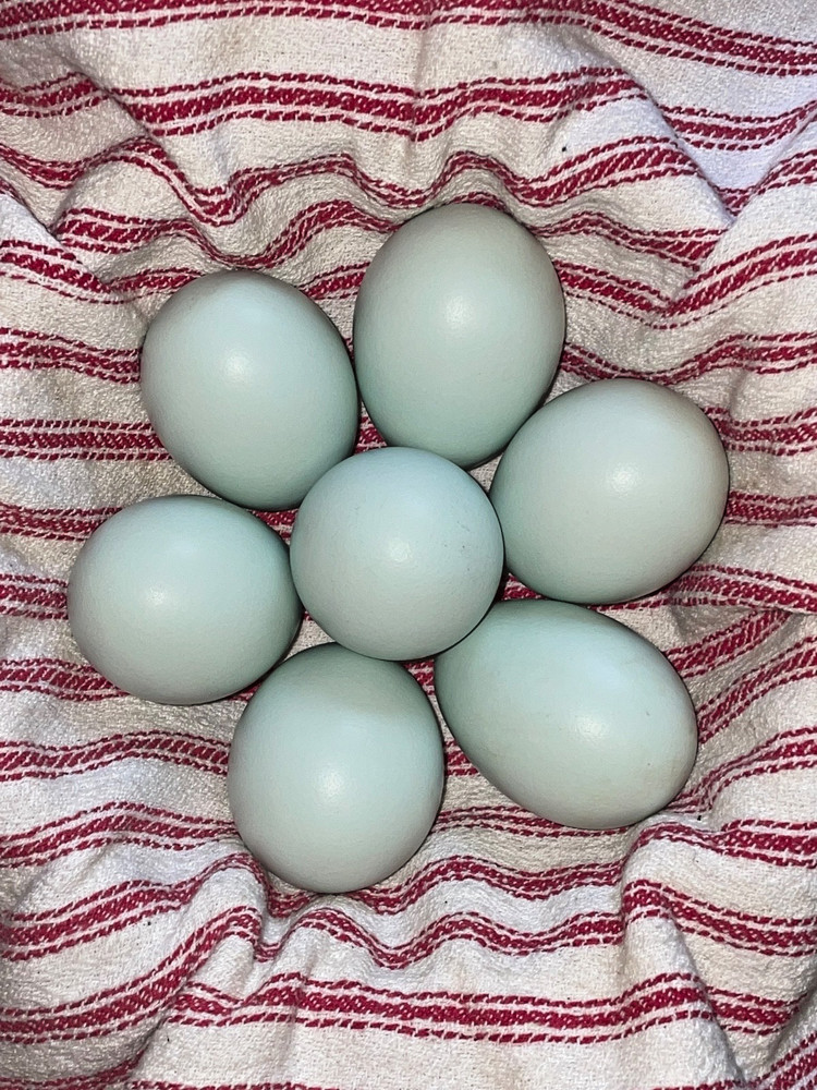 Crested Cream Legbar hatching eggs 6+1