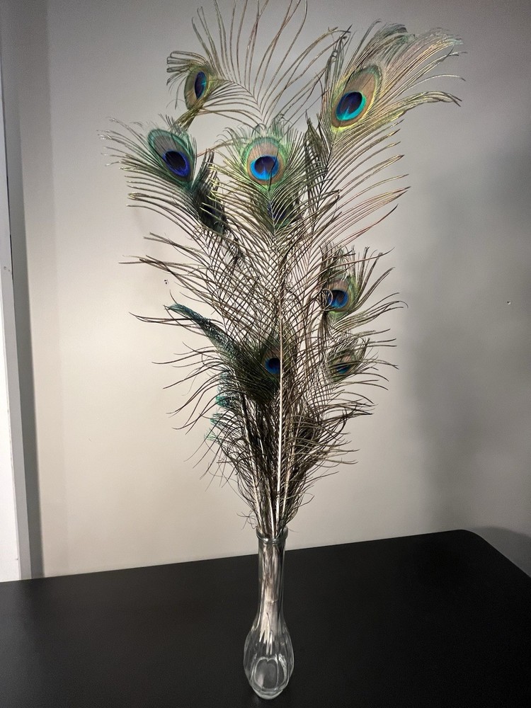 Peacock Feathers Mixed Bunch 14 Count 10” To 36”