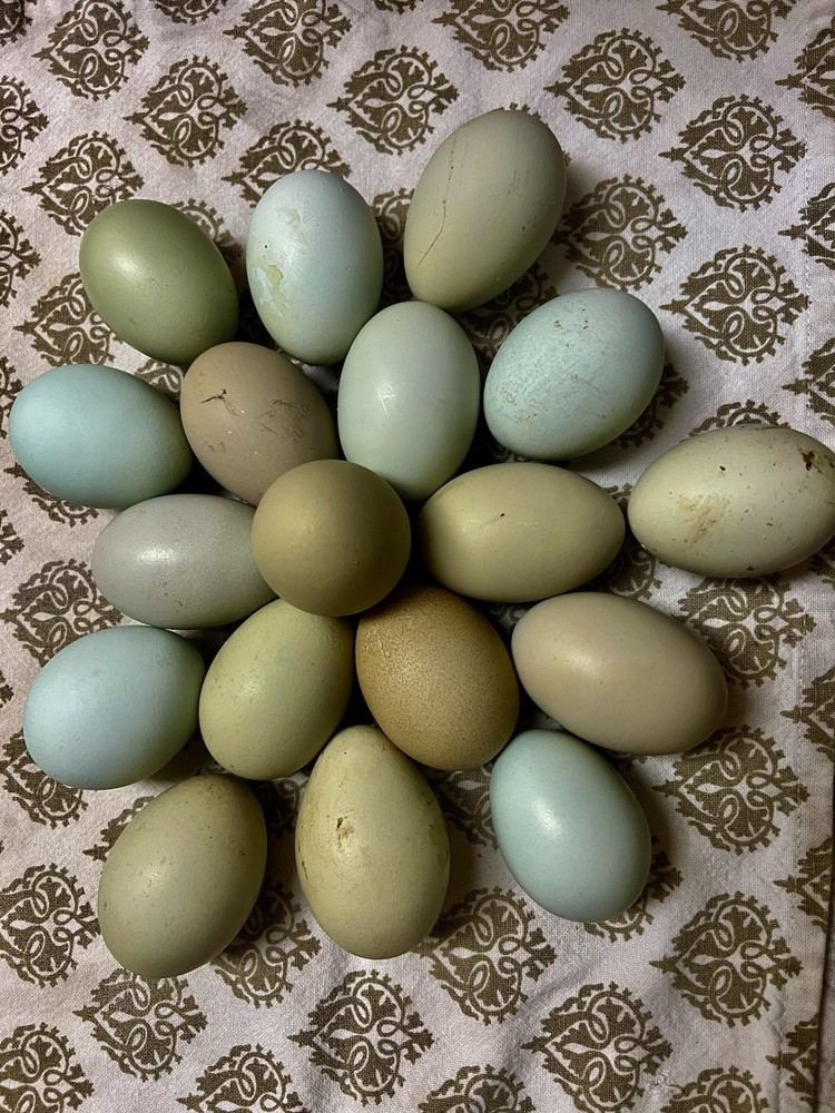 5 HATCHING EGGS, EASTER/OLIVE EGGERS, AMERAUCANA, LEGBAR. ** SHIPS SAME DAY **!!