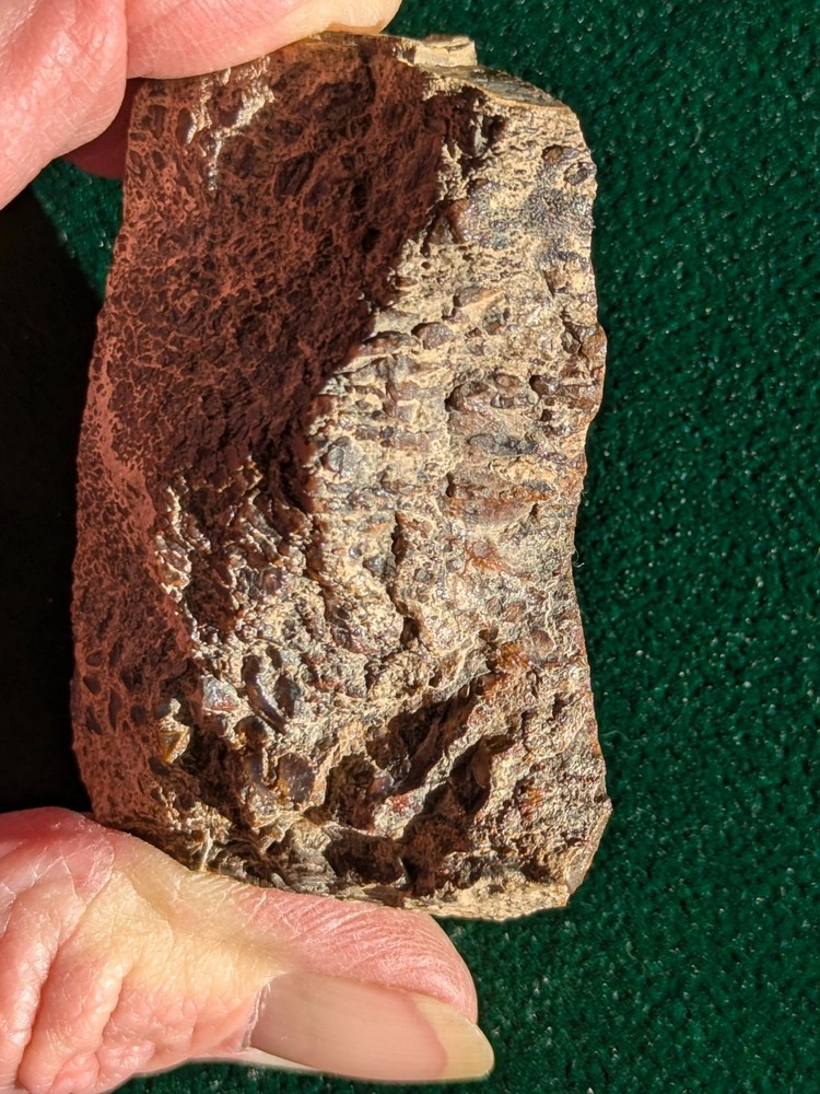 UV * Super Nice Dinosaur Bone * Rough *