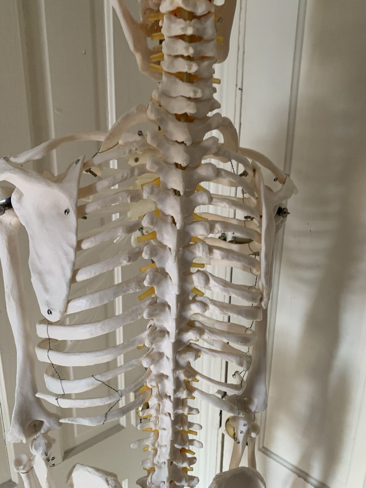 Fantastic Human Skeleton Model