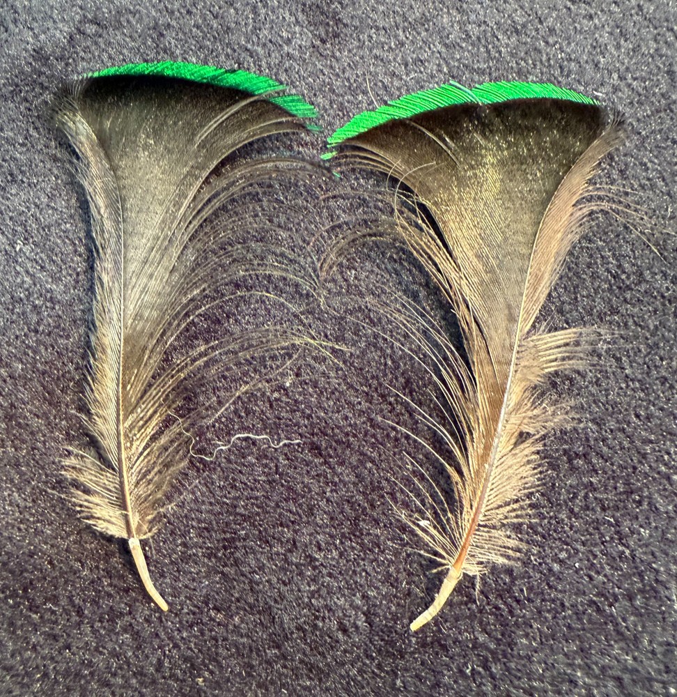 Twelve Wired Bird of Paradise