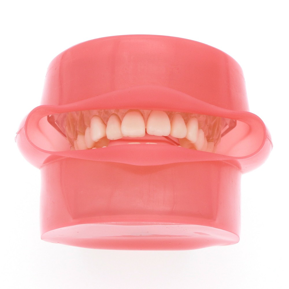 Dental Typodont Practice Removable Teeth Model Soft Gum M7008 + Simulation Cheek