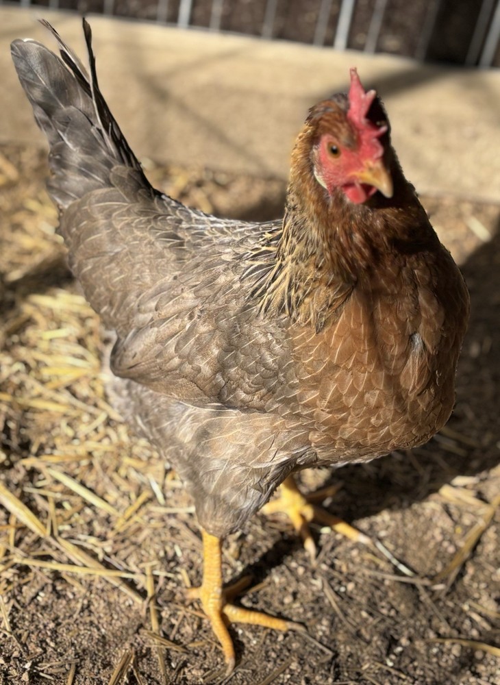 Cream Legbar Hatching Eggs (12 Eggs)
