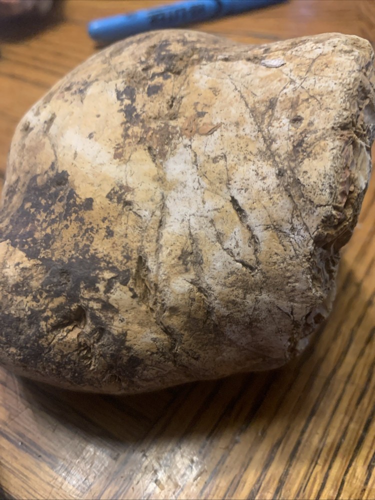 Fossils