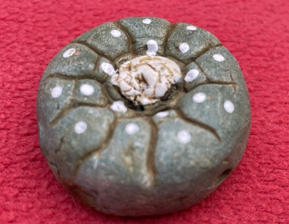 Unique Ceramic Peyote Bud Shamanic Journey Pendant