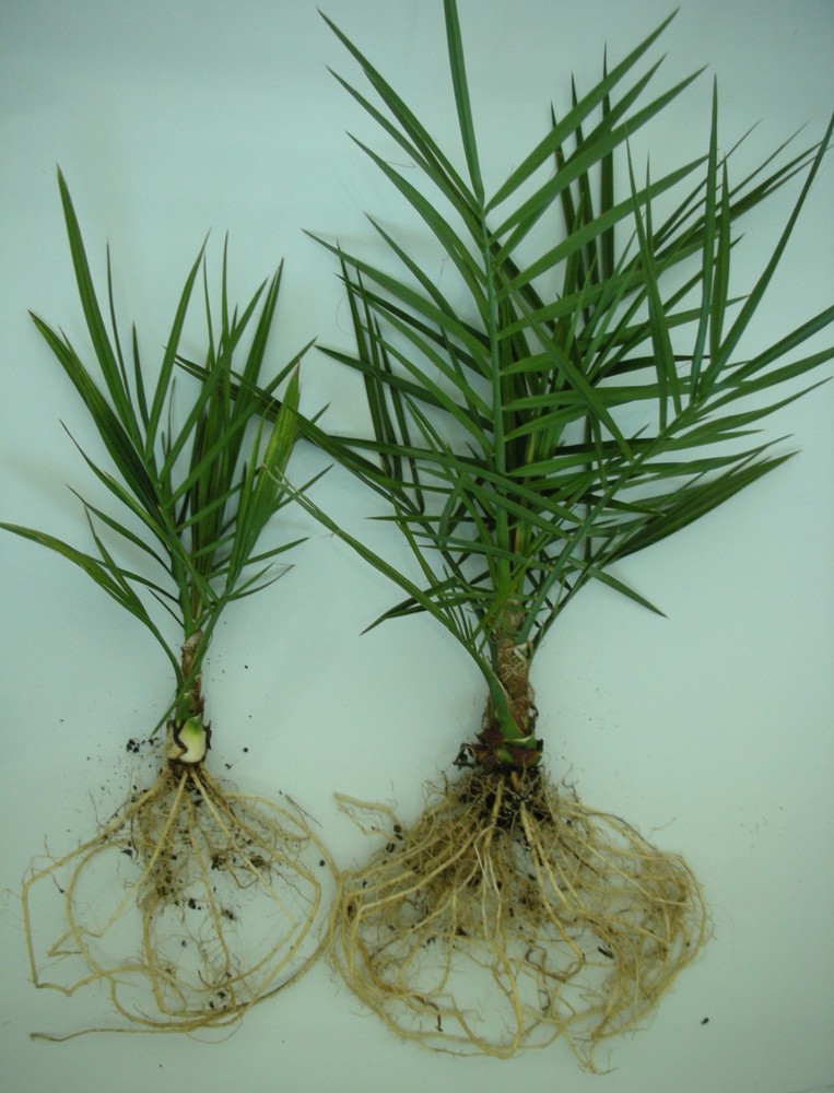 2 Lbs Granular Mycorrhiza - Soil Amendment & Root Enhancer, Microbial Additive