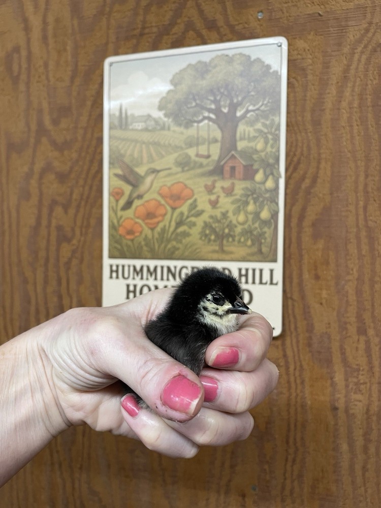 1 Dozen Black Copper Marans Hatching Eggs!