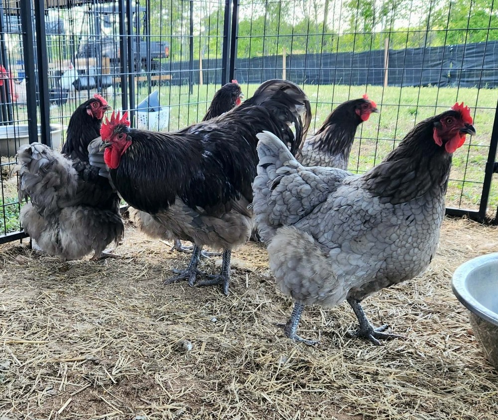 Blue Orpington Hatching Eggs Full Dozen NPIP Certified