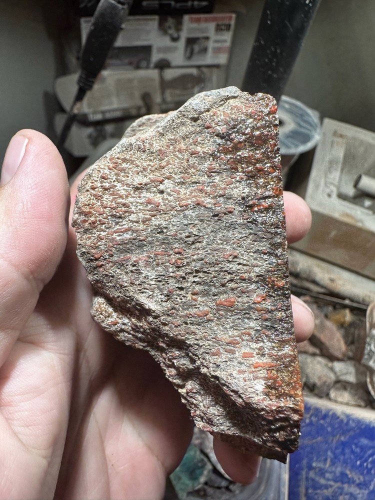 Dinosaur bone rough **hxtled end cut.