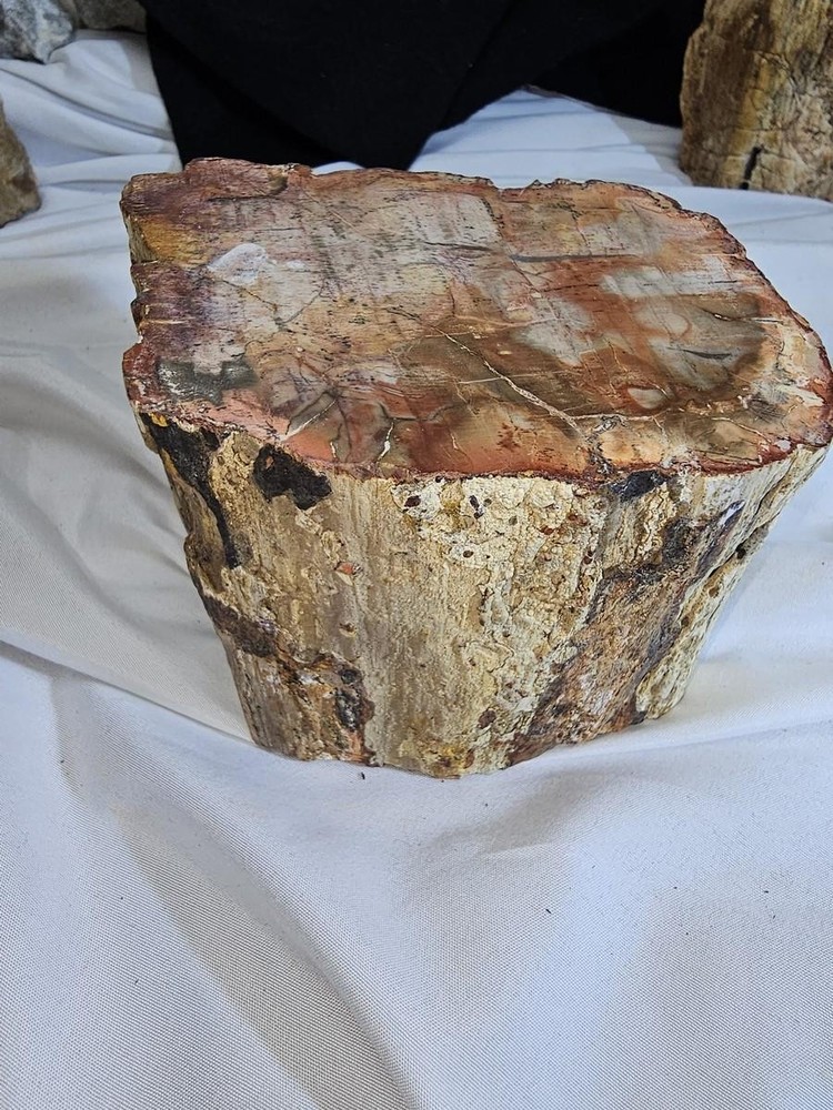 Petrified Wood Log - Top Polished