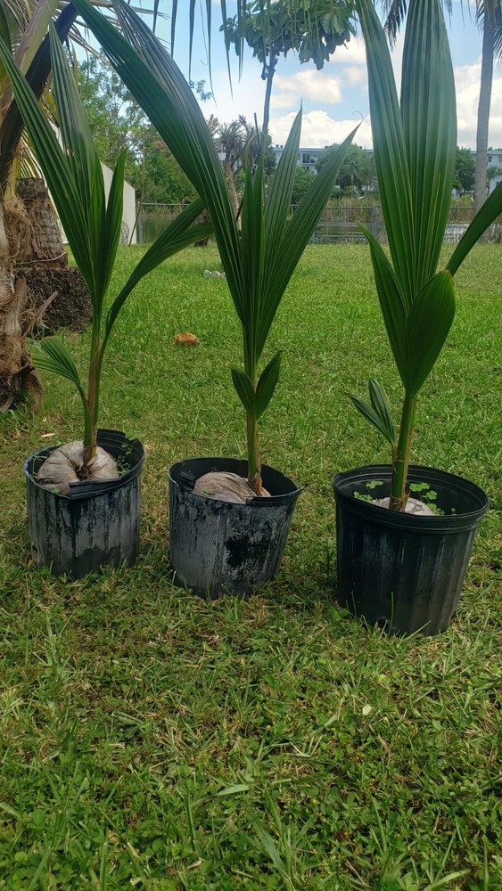 1 Coconut Palm Tree    ( Dwarf Variety )