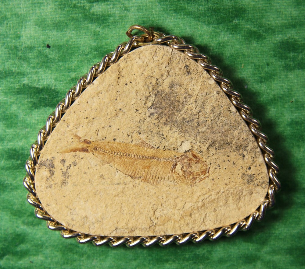 Knightia sp.- Pendant- Kemmerer, WY