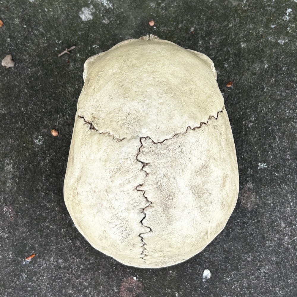 Life Size Realistic Vampire Skull