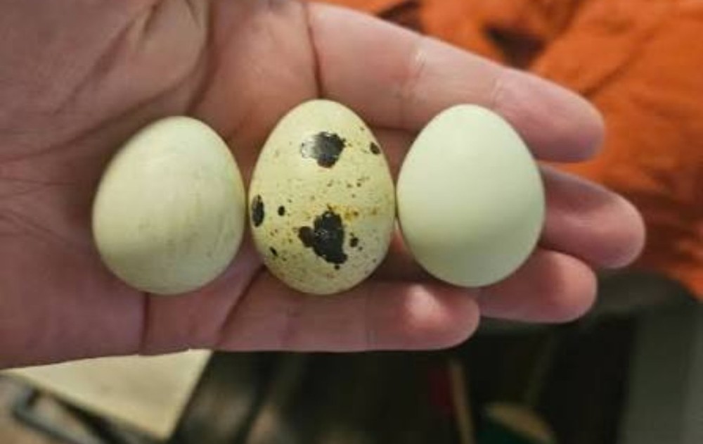 MINI MYSTERY HATCHING EGG MIX! 18+ Eggs Variety Pack