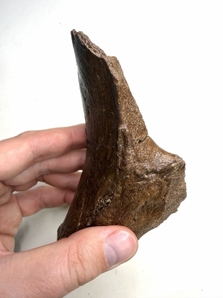 Ankylosaurus or Denversaurus Quadrate? - Lance Formation, Wyoming