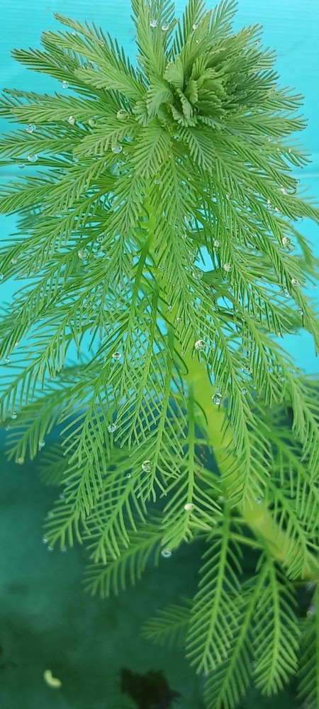 Floating Plant Combo