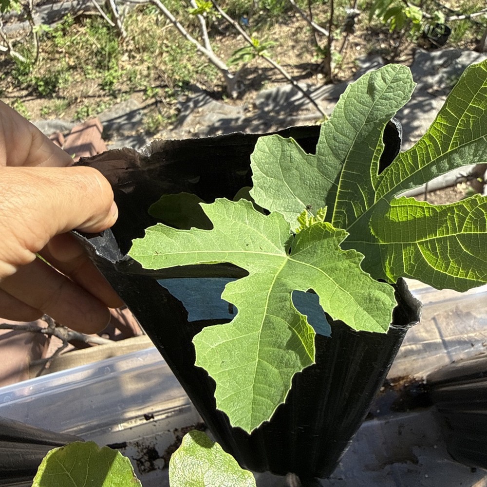 Italian Black YOUNG Fig Tree 🌲