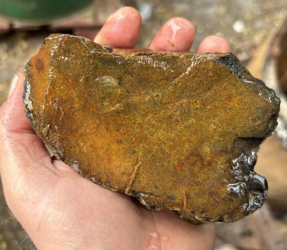 Tempskya petrified Palmwood