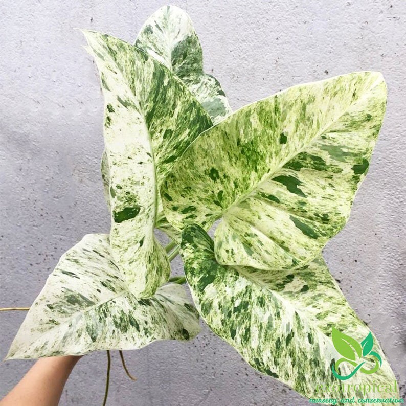 Philodendron Giganteum Variegated