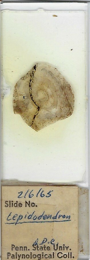 Lepidodendron (Coal Fossil) Microscope Slide
