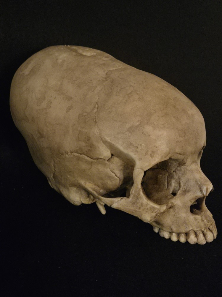 Human Skull Enlongated Realistic