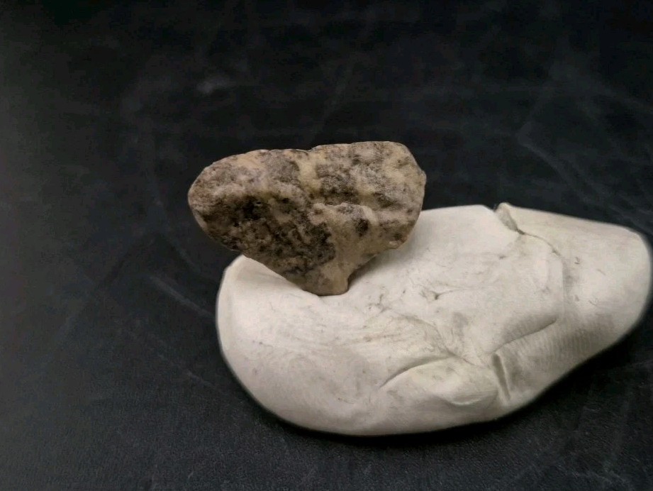 Fossil Dinosaur Permineralized Tooth T-rex 🦖