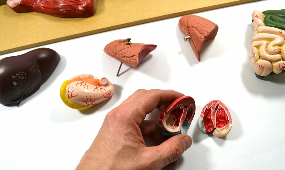 Eisco Labs Premium Model Pig Dissection Model