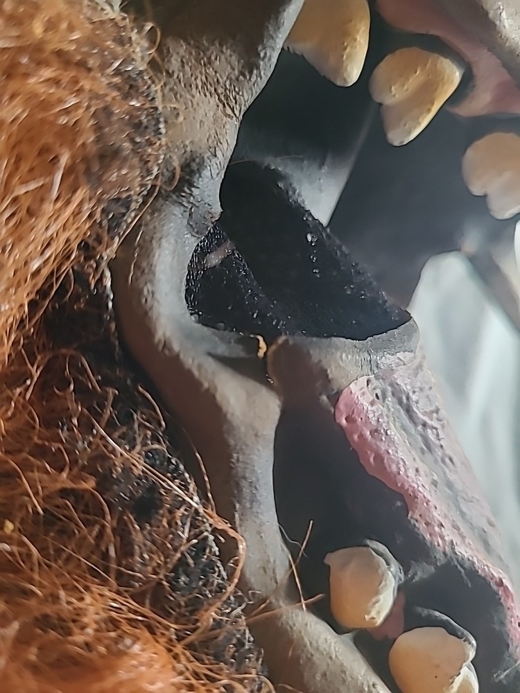 Howling Wolf Halloween Mask Brown