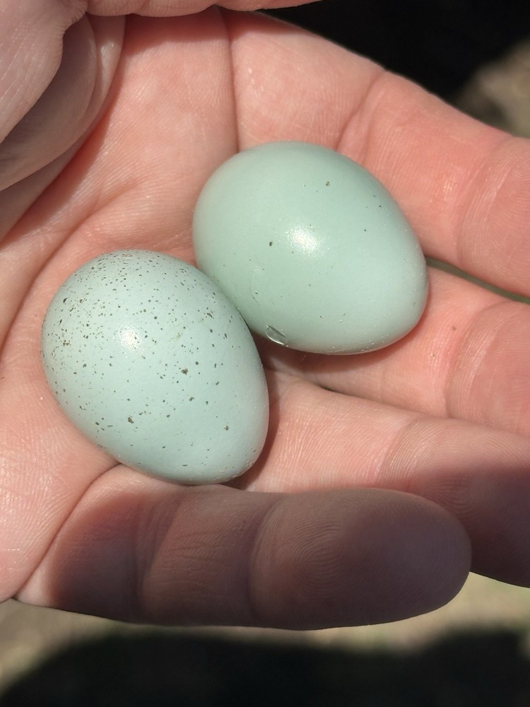 7+ Celadon Blue Coturnix Quail Hatching Eggs - 100% BLUE