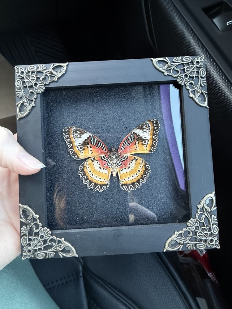 Real Butterfly Moth Specimen Display Frame Insect Case