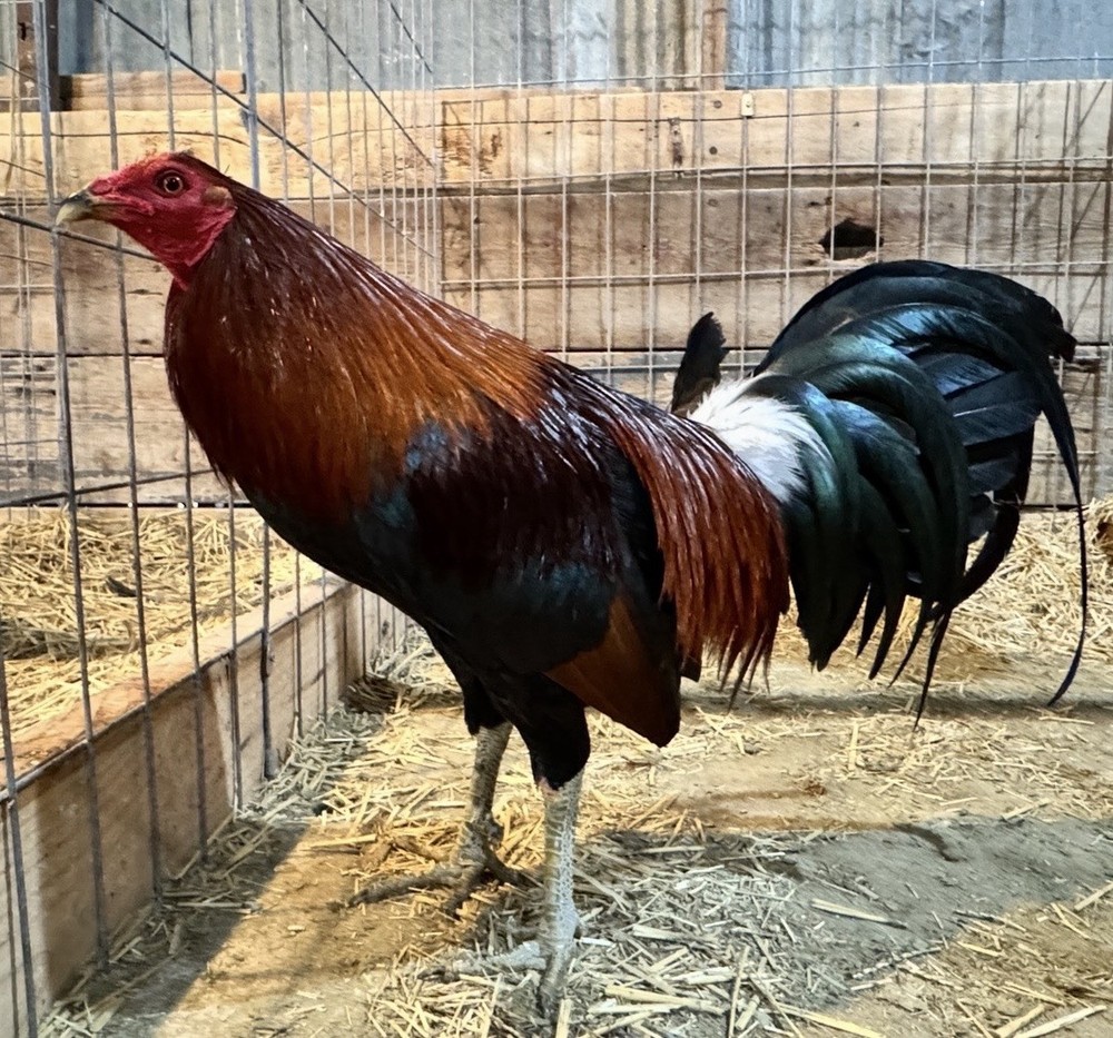 8+ Chicken Hatching Eggs