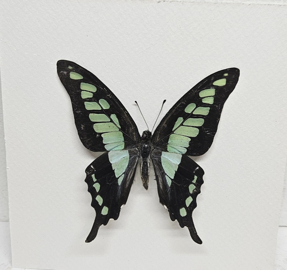 Real framed Glassy Bluebottle Swallowtail in custom shadowbox