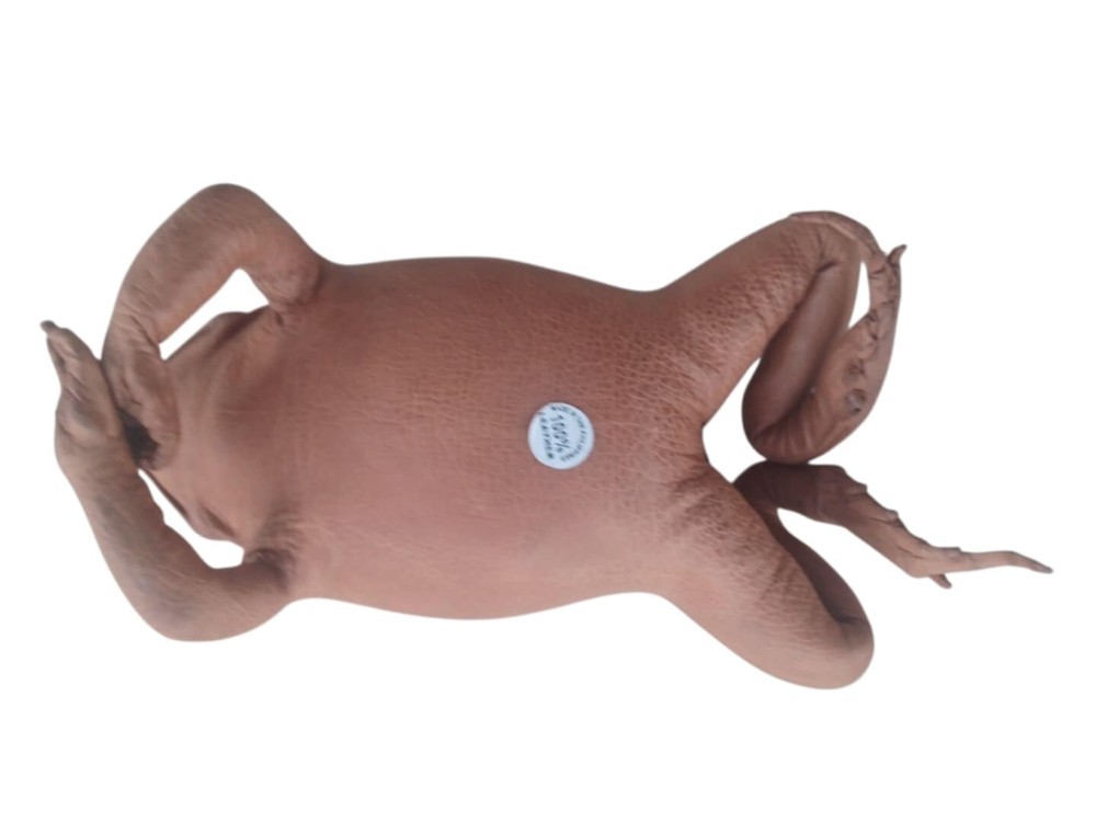 Handmade Sugar Cane Toad, Stuffed - Real Toad Leather
