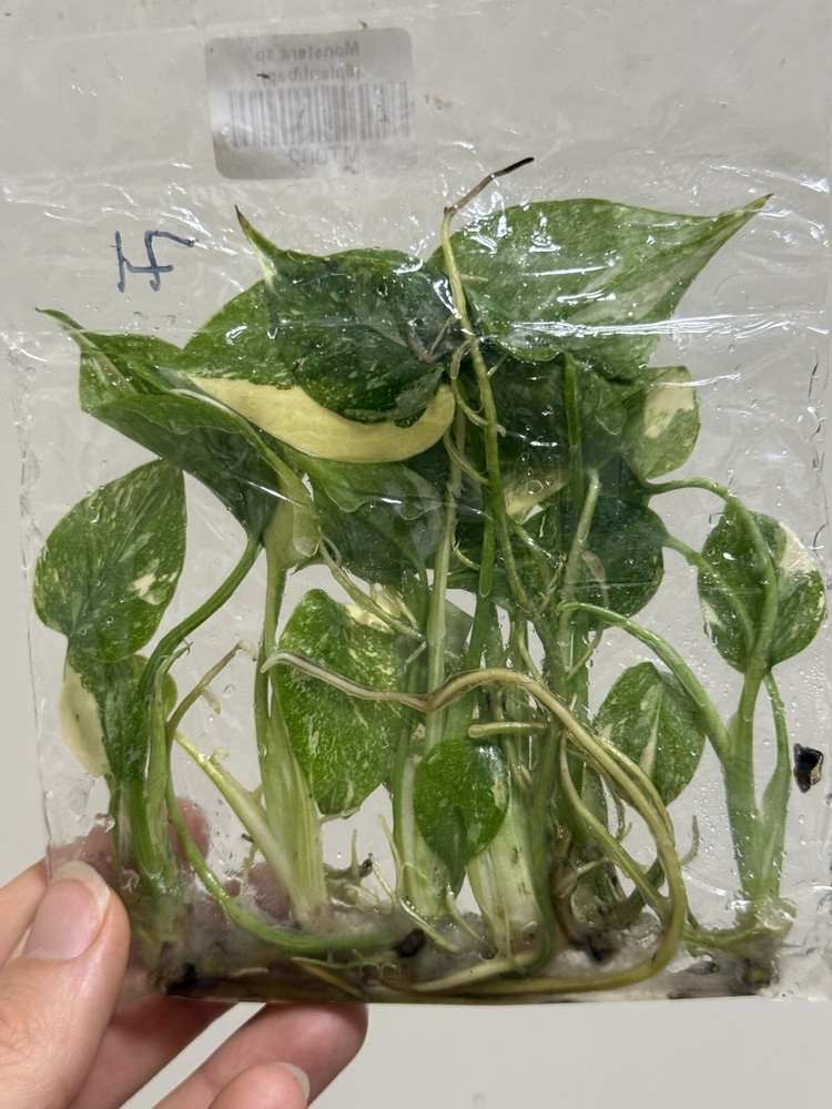 6 Variegated Monstera Thai Constellation TC Bag