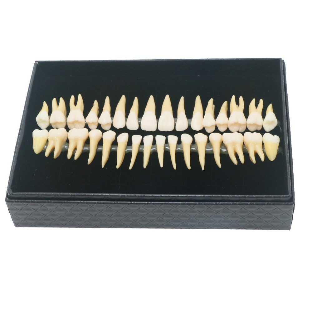 Dental 1:1 Permanent 32Pcs Teeth Demonstration Teach Study Model Teeth M7022