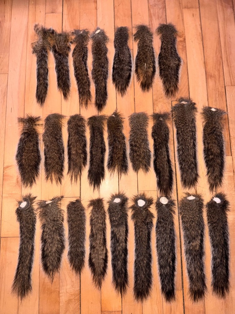 Gray squirrel tails for fly tying,etc