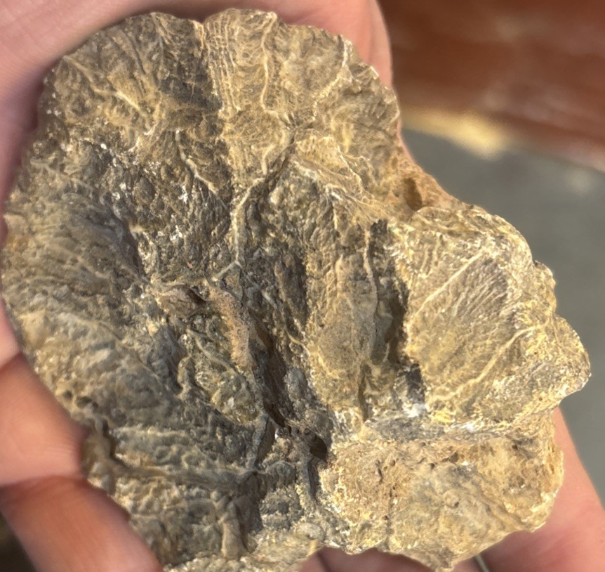 Petrified Coral End Polished
