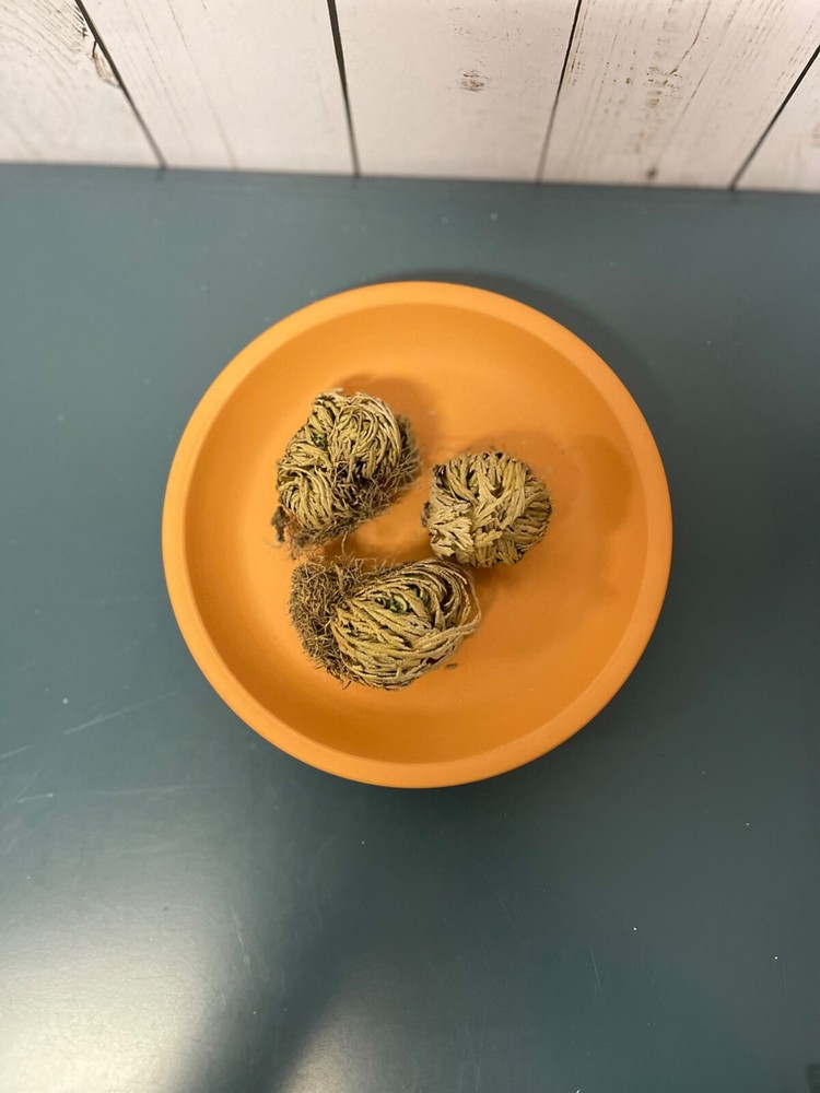 Rose de Jericho pack of 3