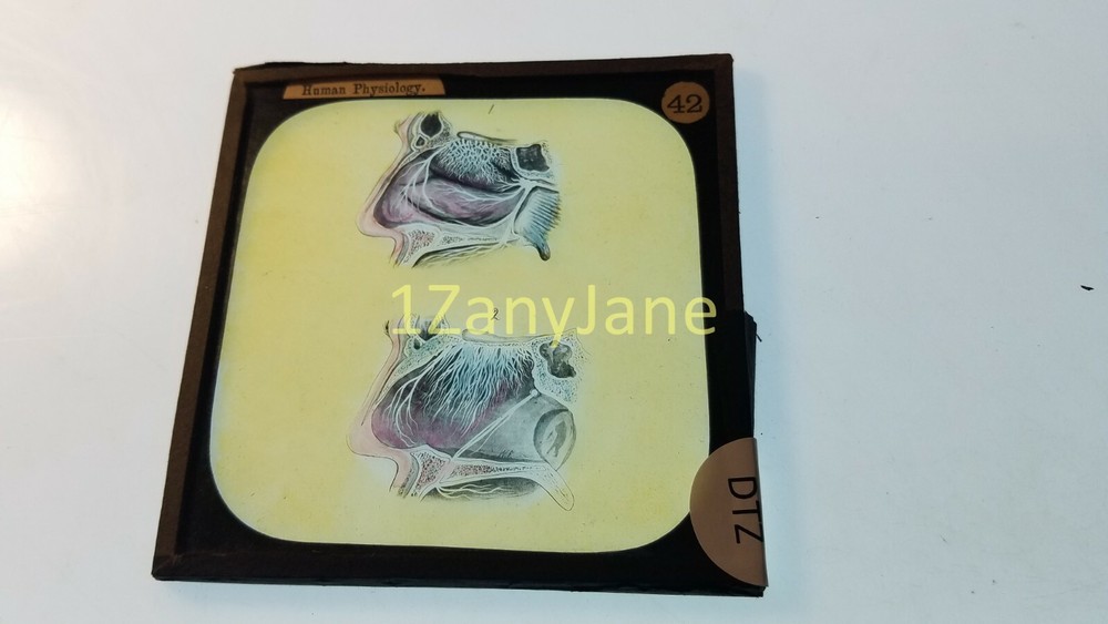 Glass Magic Lantern Slide DTZ HUMAN PHYSIOLOGY INTERNAL NOSE