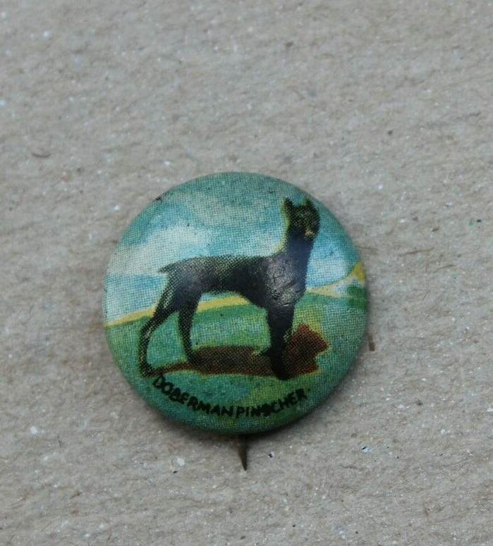 Vintage Doberman Pinscher Dog Pinback Button