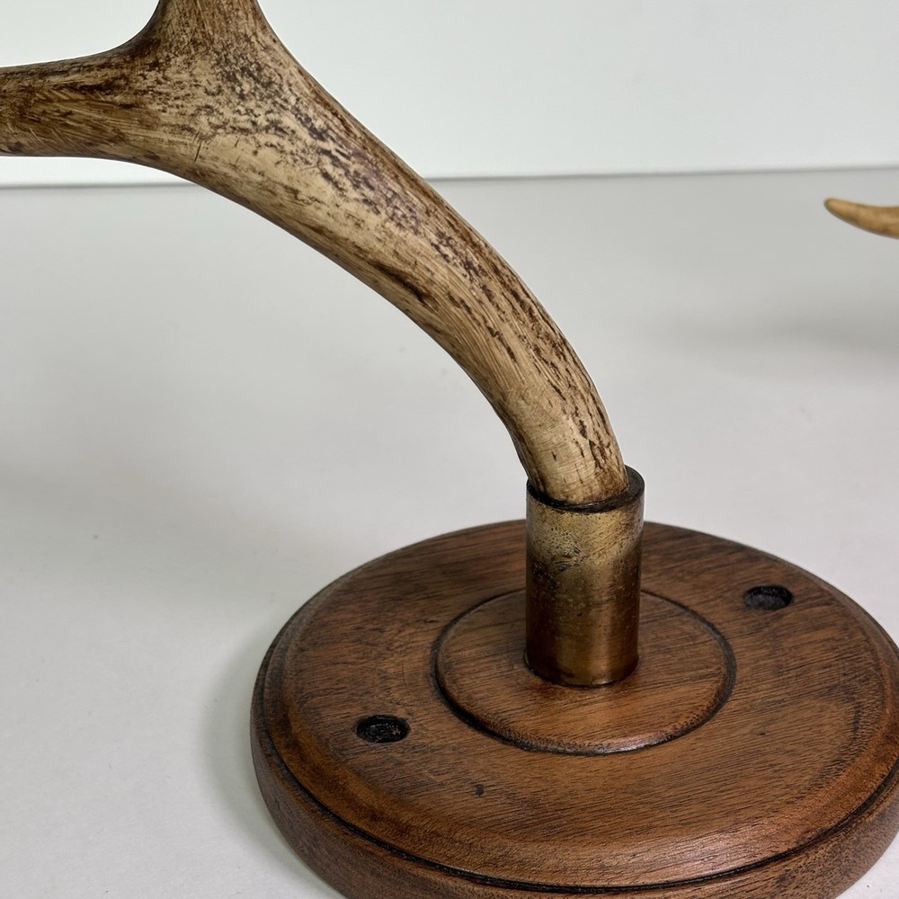 Antler Display