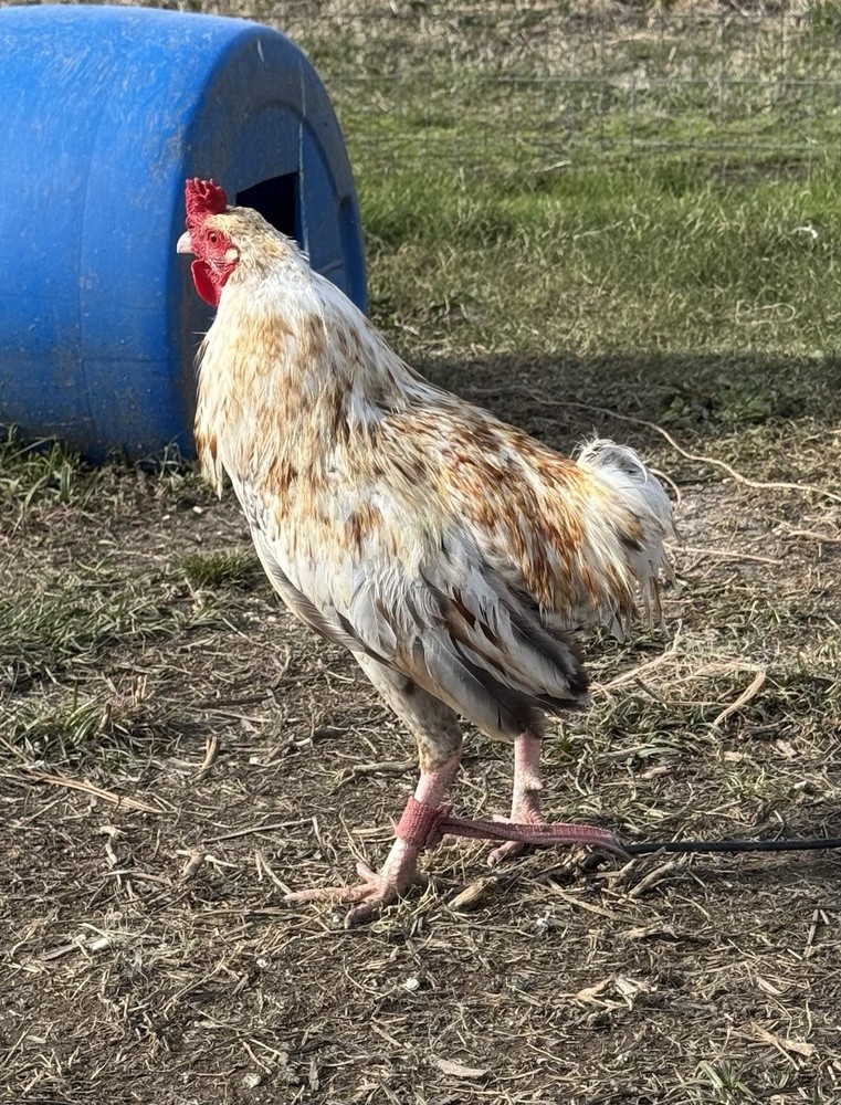 Chicken Hatching Egg