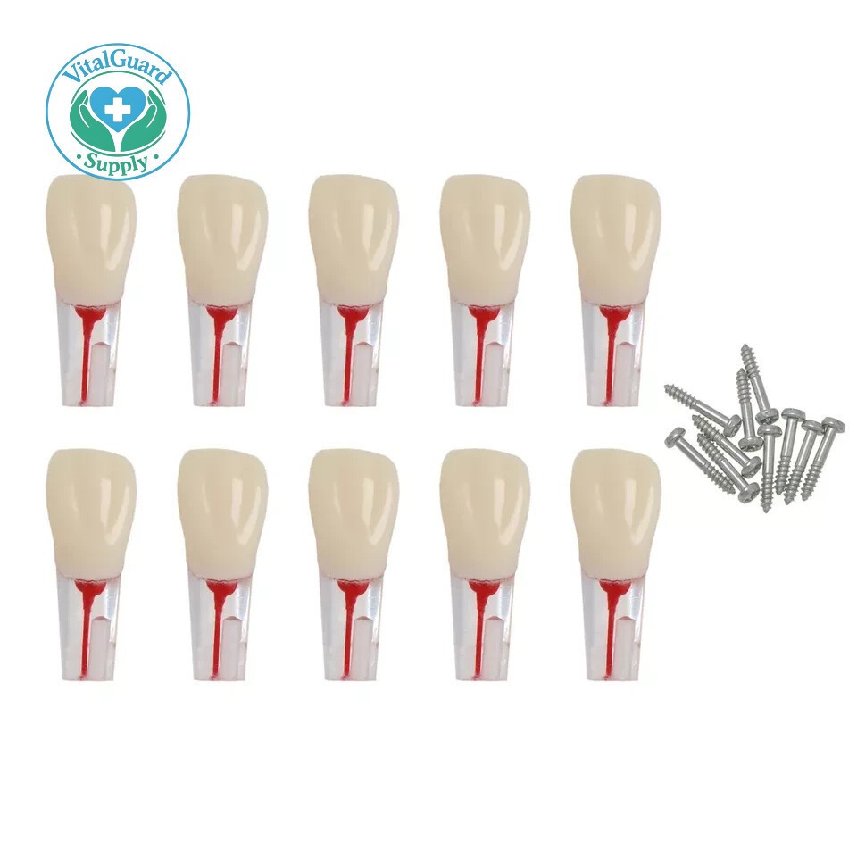 #8006 Dental Endo Root Canal Teeth Model Study RCT Practice Typodont Model 10PCS