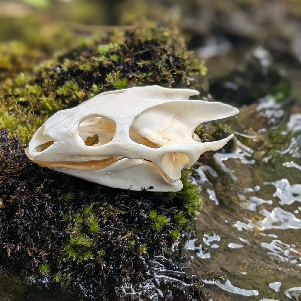 Real Turtle Skull Animal Skeleton Bone Specimen Educational Science Gift
