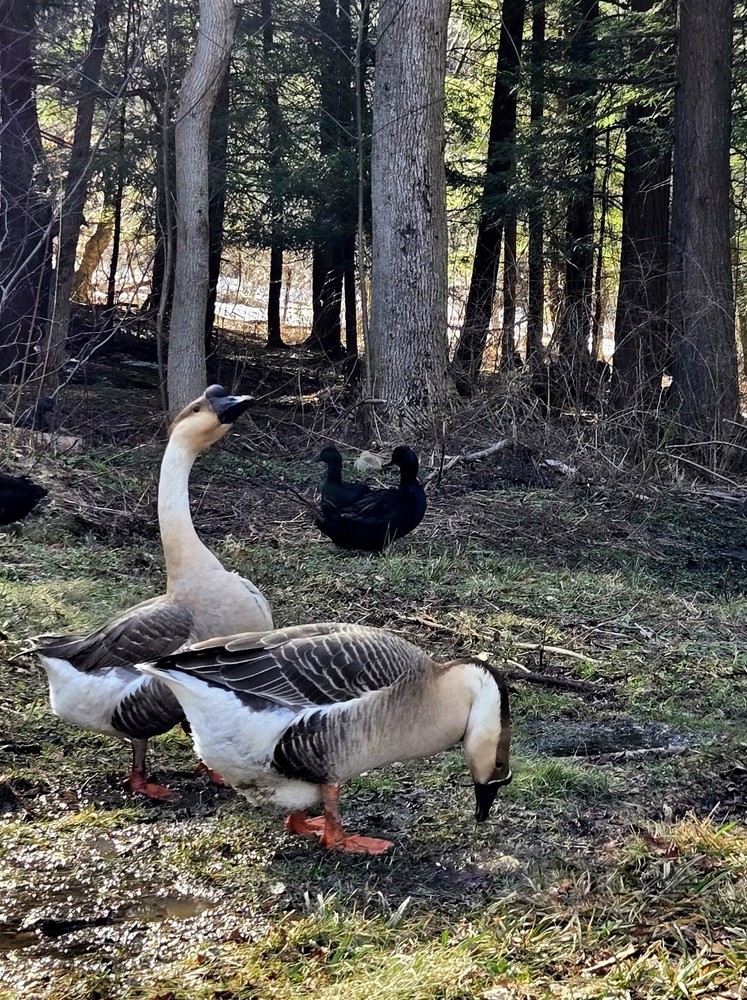 Brown Chinese Goose Hatching Eggs