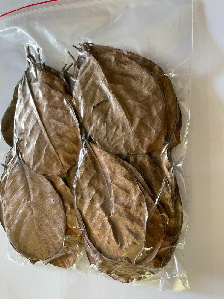 Dried Jackfruit Leaves